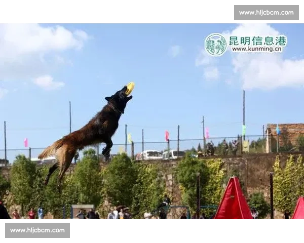 马犬国际比赛盛况揭幕 展现精英犬种卓越风采与激烈竞技